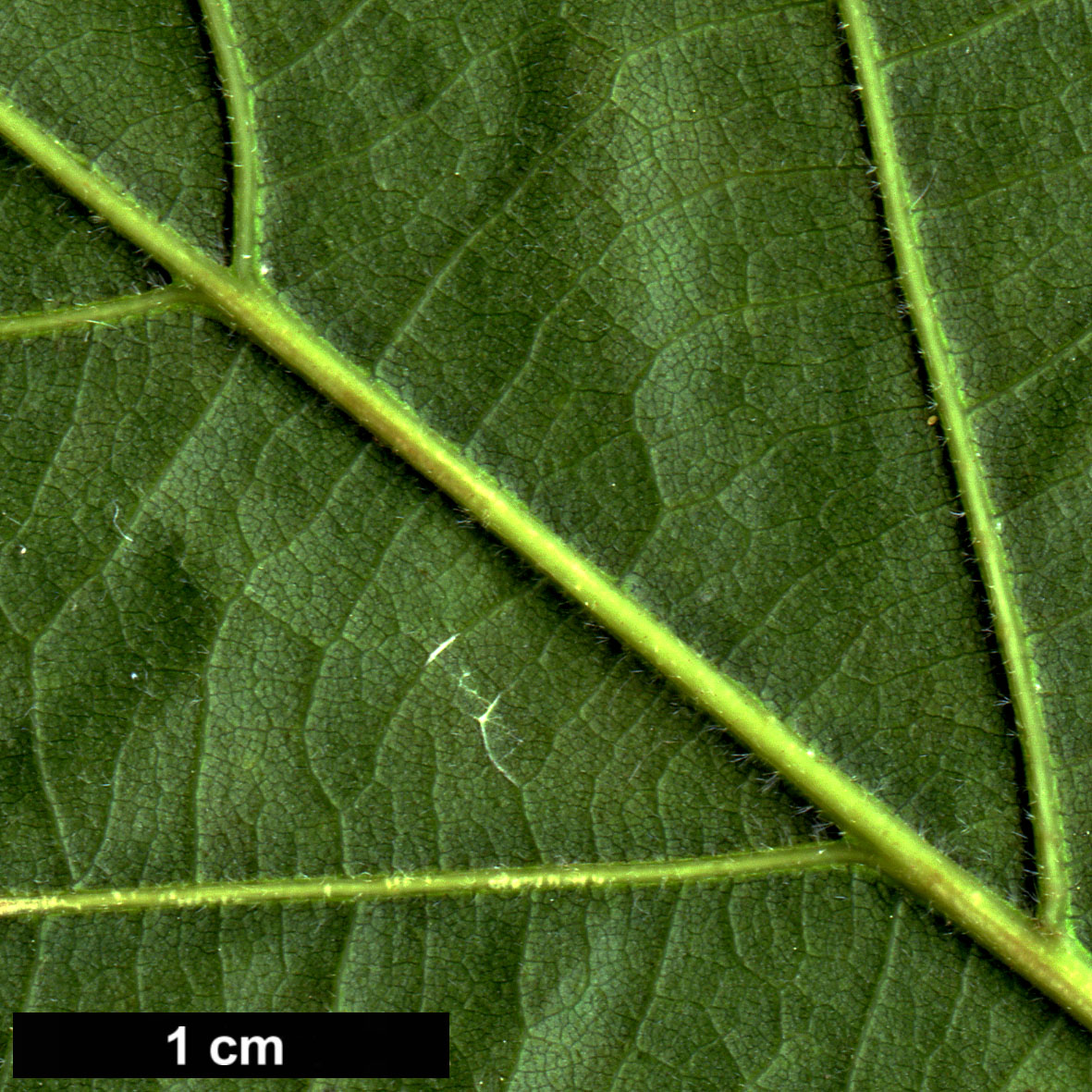 High resolution image: Family: Fagaceae - Genus: Quercus - Taxon: ×saulii (Q.alba × Q.montana)